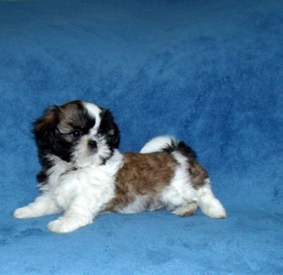 Filhotes de Shih Tzu