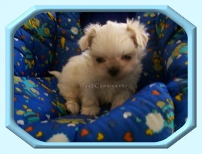 Vendo Shih-Tzu
