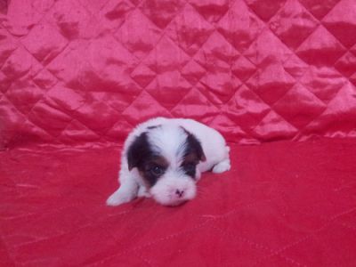 Biewer Yorkshire Terrier