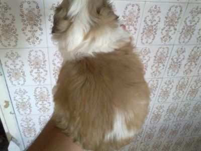 shih tzu disponivel para reserva 8599 7359 tim 