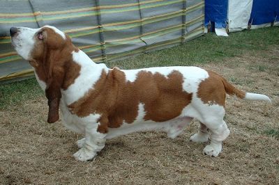 Basset Hound - lindo casal a venda