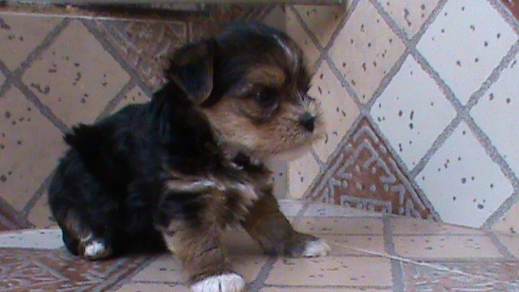 Linda feminha de York, tricolor bem pequenina