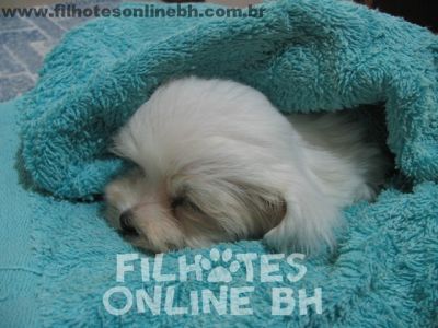 Maltês - Canil Filhotes On Line BH  