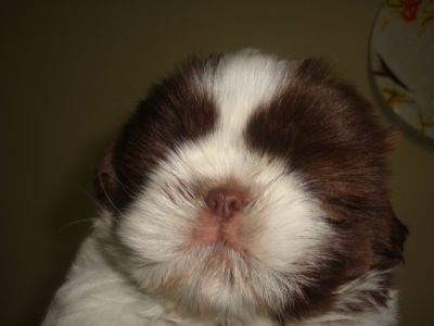 Filhotes de Shih Tzu Linhagem Cholocate de Olhos Verdes