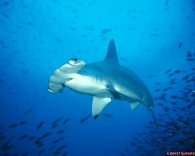 MERGULHO COM ECOBUZOS