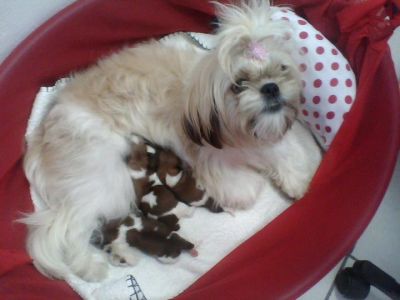 VENDA DE FILHOTES DE SHIH TZU E LHASA APSO