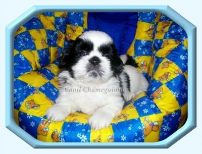 Vendo Shih-Tzu