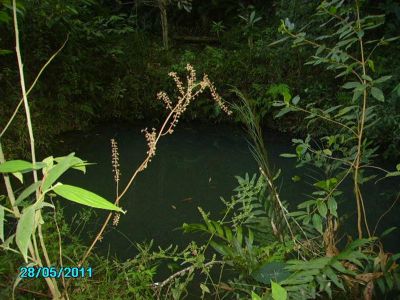 CHÁCARA C/ 1.850 M² - SÃO LOURENÇO DA SERRA - SP - COD: 428 -F: (11) 4686-1562 - CEL: (11) 7302-9229