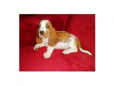 BASSET HOUND - FILHOTES MACHOS
