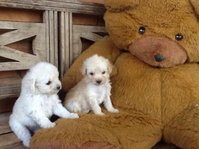 lindos filhotes de shitzu,lhasa-apso,poodle,chow chow,buldog fraçes bebelos