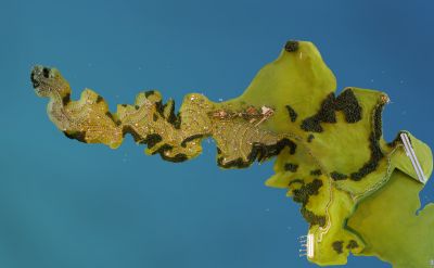 CONDOMÍNIO TERRAMARE PENÍNSULA