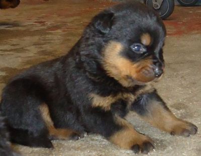 VENDO FILHOTES DE ROTTWEILER