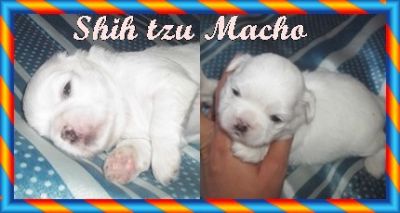 Lindos machos de Shitzu raros Brancos