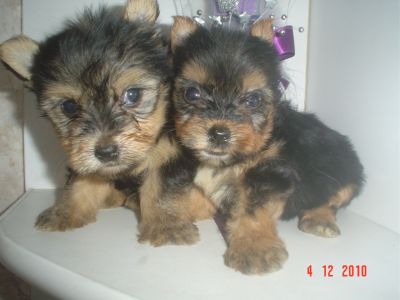 VENDO LINDOS FILHOTES DE VARIAS RAÇAS E PREÇOS 4361-8917 OU 7694-5581