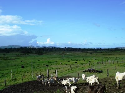 FAZENDA PARA PECUARIA A VENDA - 427 hectares - Aurelino Leal - Bahia.