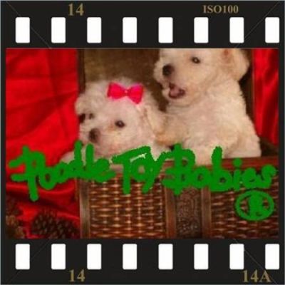*** ESPECIALIZADO EM POODLES LOVPUPPIES KENNEL POODLE MICRO E POODLE TOY ***