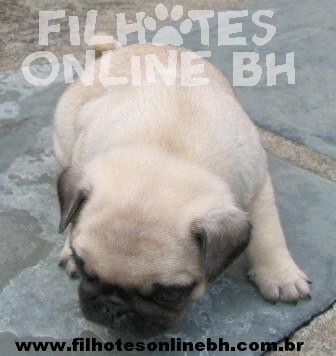 Pug a venda - Canil Filhotes On Line BH  