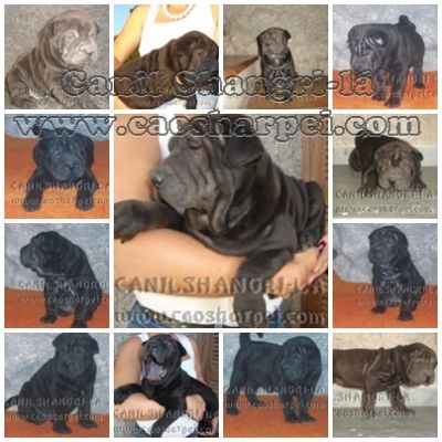 SHARPEI & CHOW-CHOW, OS CÃEZINHOS MAIS FOFOS DO MUNDO