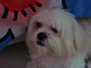 Lhasa Apso Fêmea Adulta