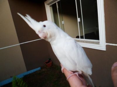 Calopsita Albina Mansinha