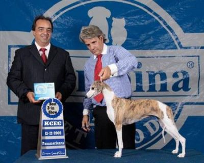 Whippet, Linhagem de campeões, filhotes tigrados e azuis R$1.500