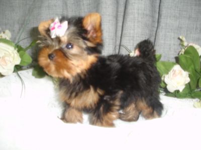 YORKSHIRE MICRO- FÊMEA