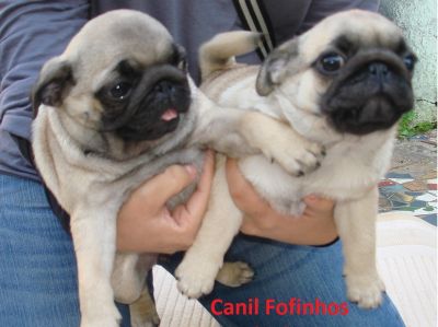 Filhotes de Pug Macho e Pug Fêmea c/ Pedigree