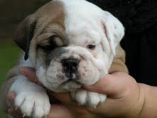 Inglês bulldogs cachorros pronto para ir para adoção.