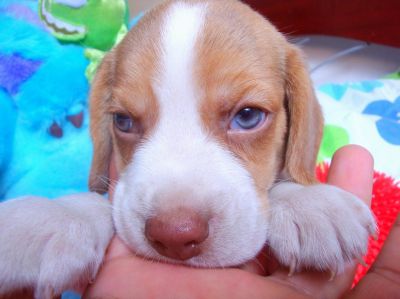 Canil OBeagle! - Filhotes de Beagle - RJ