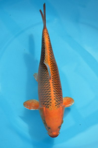 Carpas de raça nishikigoi