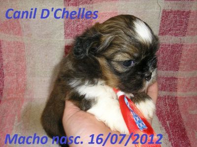Shih-tzu filhotes