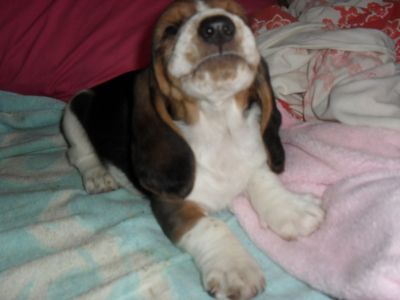 venda de filhotes de pug, basset hound, shih tzu e boxer