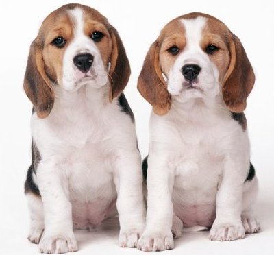 Canil Dogs Valents:SEU FILHOTE ESTÁ AQUI.