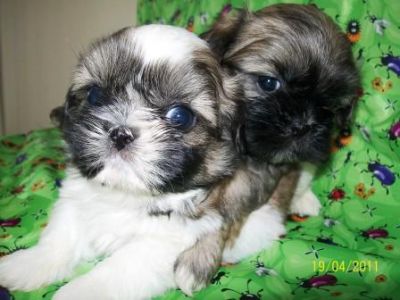 Filhote, shih tzu, Porto Alegre, Pet Shop,