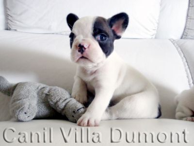 Bulldog Frances - Filhotes a venda