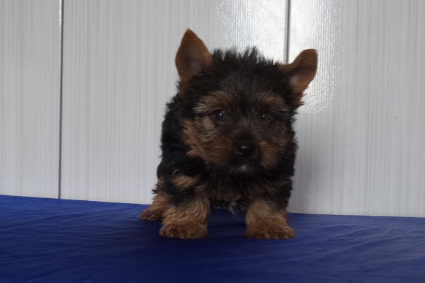 Filhotes de Yorkshire Terrier