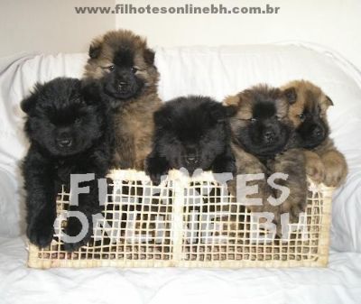 Chow chow - Canil Filhotes On Line BH