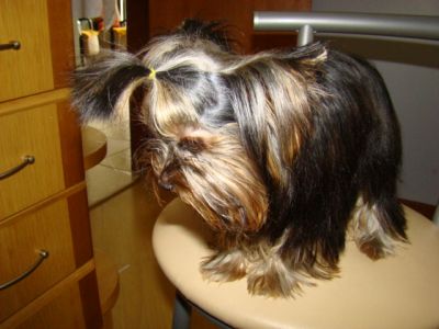 Canil BHZ Diversas raças