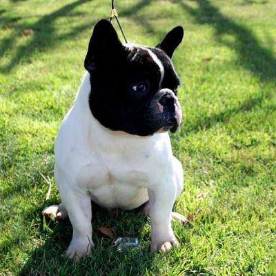 FILHOTES DE  BULLDOGUE FRANCÊS