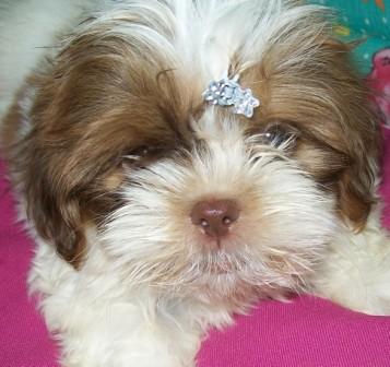 Shih tzu, fêmea, olho verde, narriz marron, Porto Alegre,