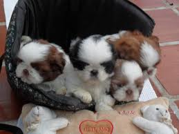 lindos filhotes de shitzu,lhasa-apso,chiuhaua,poodle,yorshire