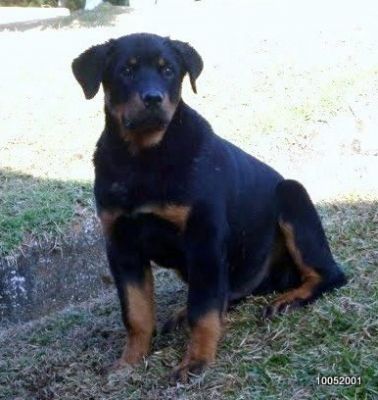 lindos rottweilers