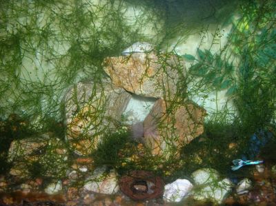 Aquário completo com capacidade total 250 litros de água