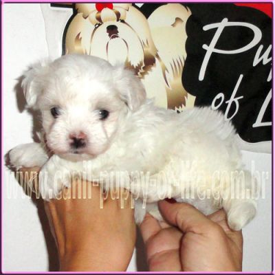 Vendo filhotes maltes micro