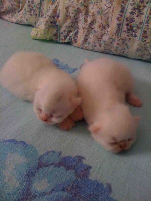 Filhotes Gatos Persa