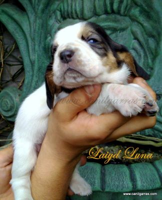 Basset Hound Orelhudos 51-34233011 Canil Garras Silenciosos
