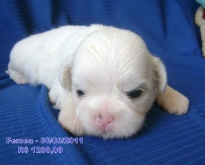 Canil P&P Younglings - Raça Pura LHASA APSO