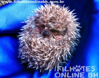 Hamster Chines filhotes a venda - Puppies for sale