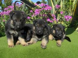 Canil Dogs Valents:Excelência em Filhotes.