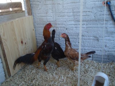 OVOS GALADOS DE COMBATENTES